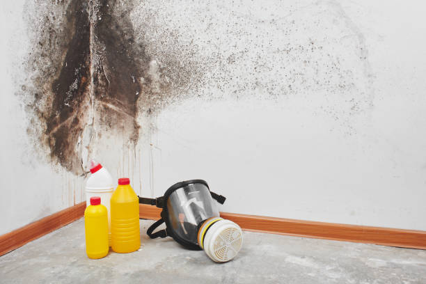 Reliable Haledon, NJ Mold Removal Solutions
