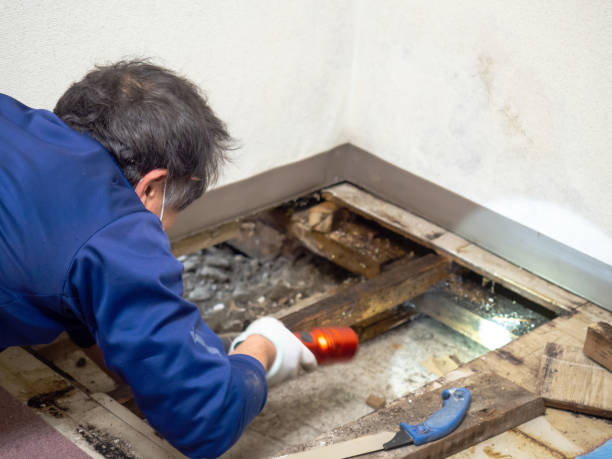 Best Residential Mold Removal  in Haledon, NJ