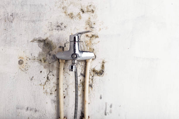 Best Black Mold Removal  in Haledon, NJ