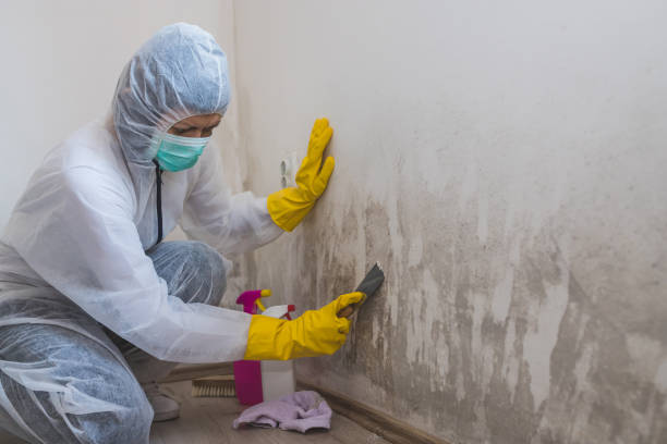 Best Fast Mold Removal  in Haledon, NJ