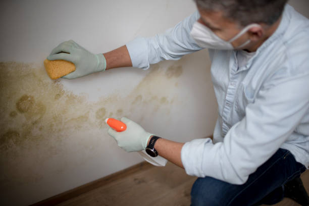 Best Mold Cleaning Services  in Haledon, NJ