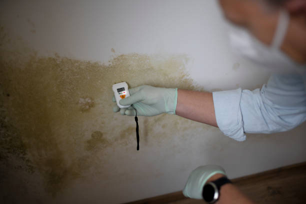 Best Same-Day Mold Removal  in Haledon, NJ