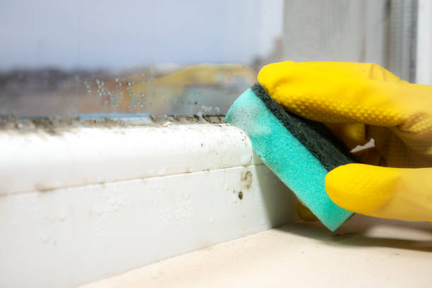 Best Fast Mold Removal  in Haledon, NJ