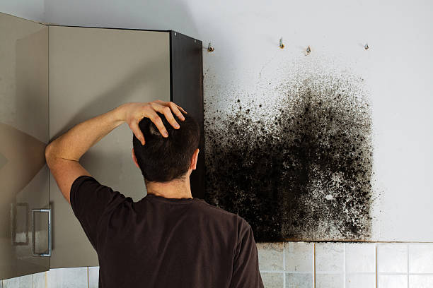 Best Home Mold Removal  in Haledon, NJ