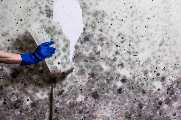 Best Best Mold Removal Companies  in Haledon, NJ