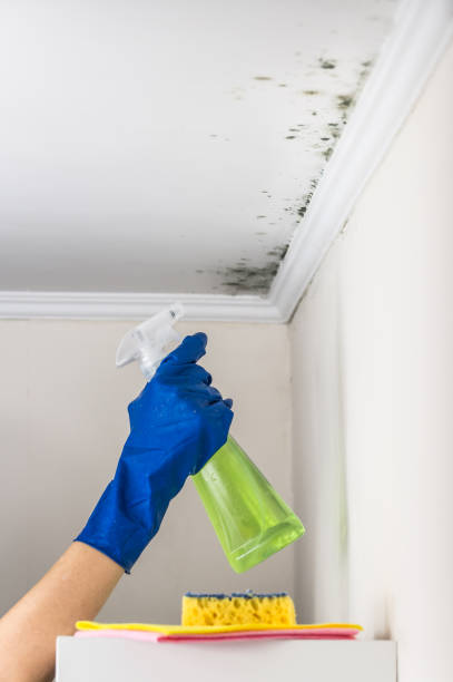 Best Mold Testing  in Haledon, NJ